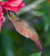 Cinnamon Hummingbird