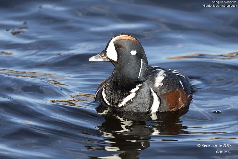 Harlequin Duck