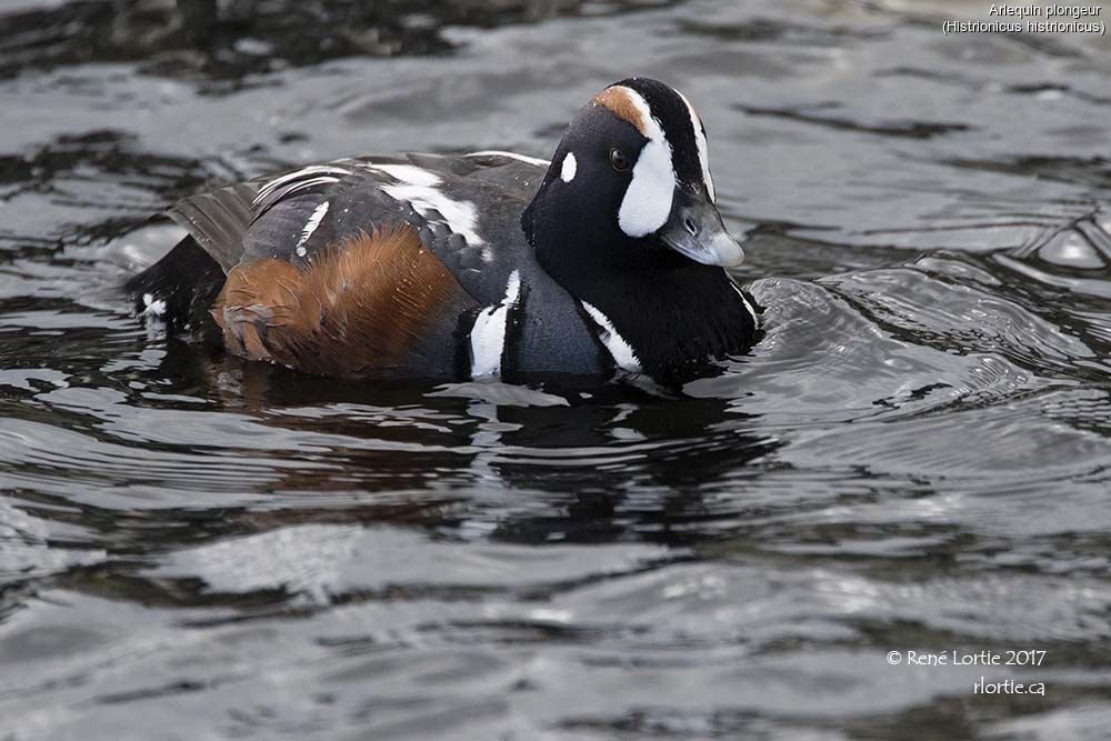 Arlequin plongeur