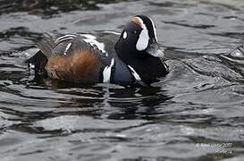 Harlequin Duck