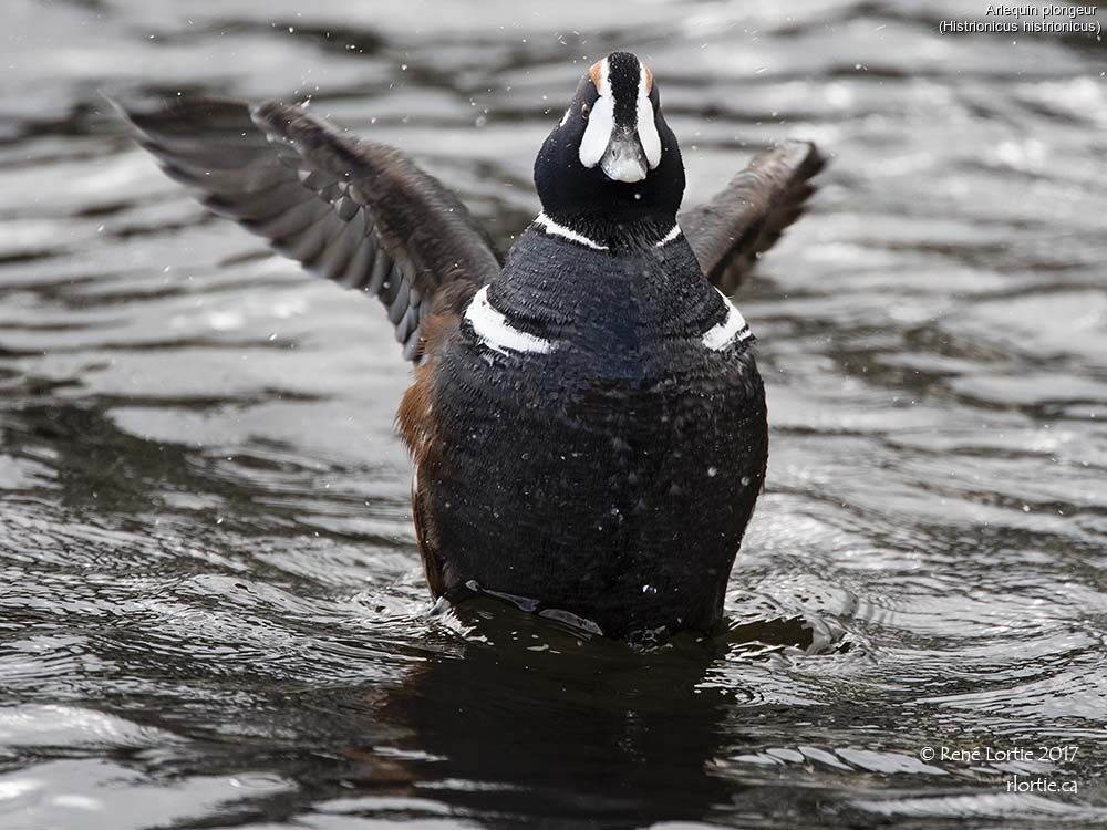 Harlequin Duck male adult, close-up portrait