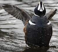 Harlequin Duck