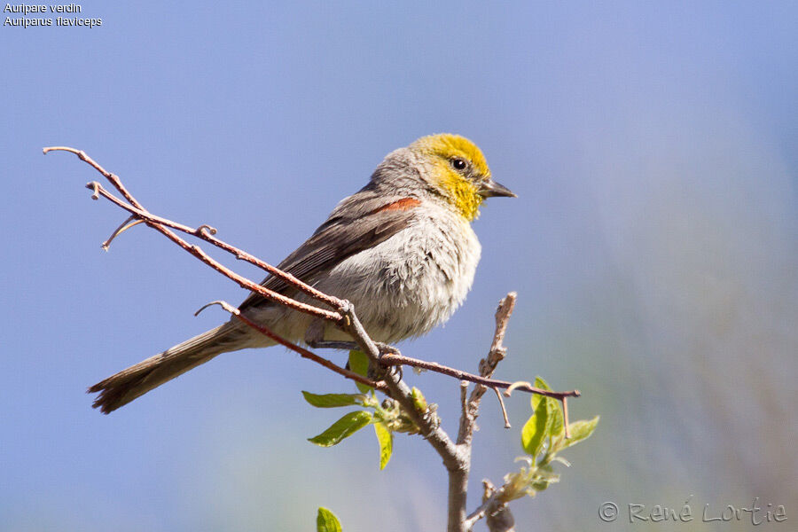 Auripare verdin, identification