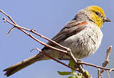 Auripare verdin