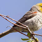 Auripare verdin