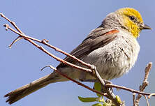 Auripare verdin