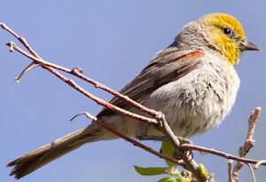 Auripare verdin