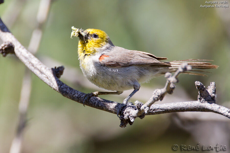 Verdin, identification, feeding habits, Behaviour