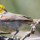 Auripare verdin