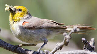 Auripare verdin