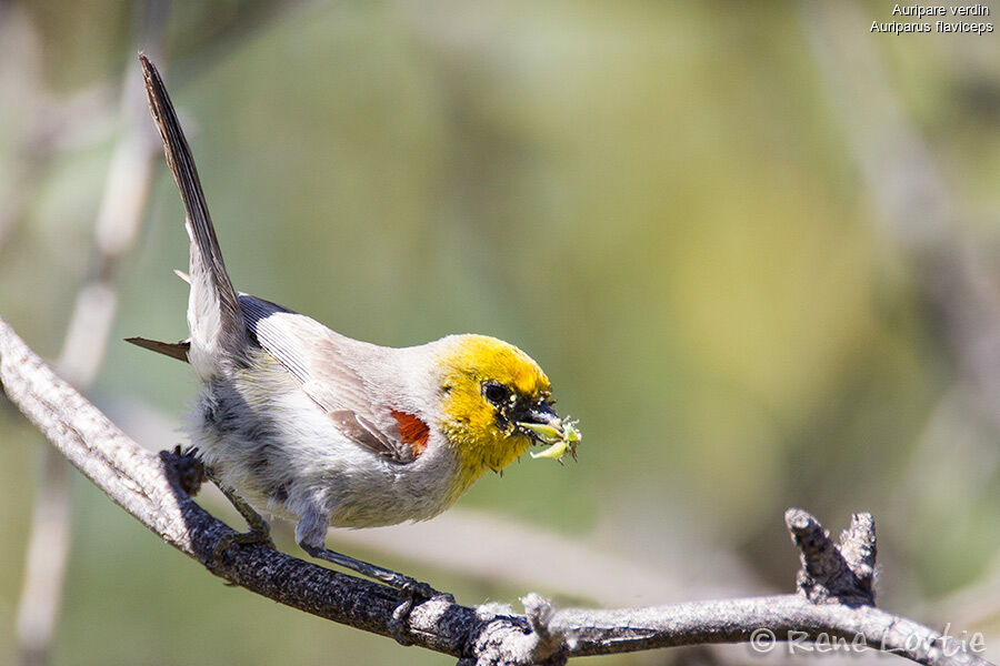 Verdinadult, identification, feeding habits