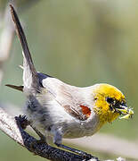 Auripare verdin