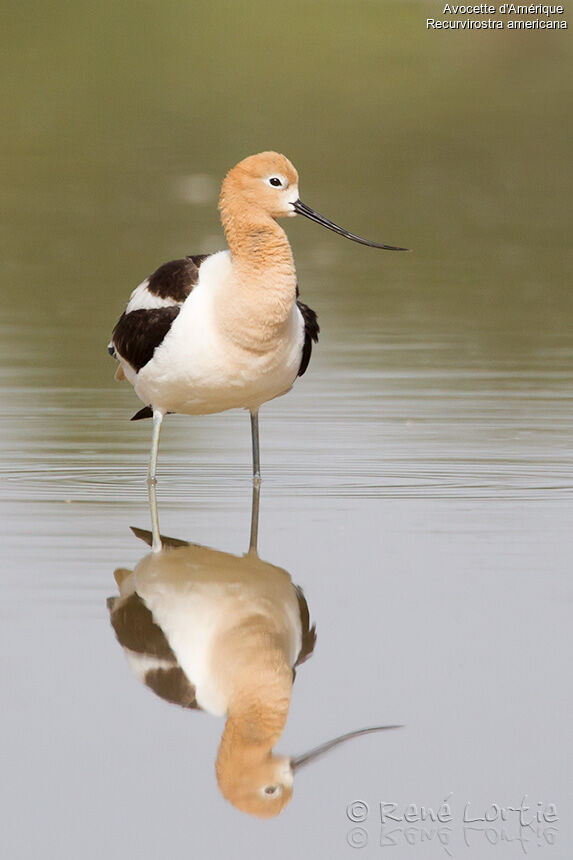 American Avocet female adult breeding, identification