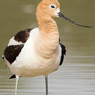 Avocette d'Amérique