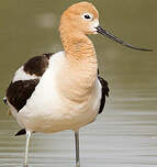 Avocette d'Amérique