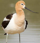 American Avocet