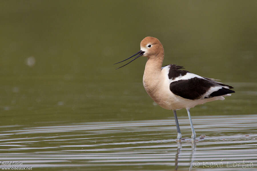 Avocette d'Amérique femelle adulte nuptial, identification