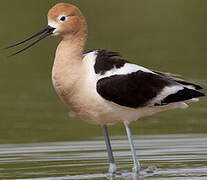 Avocette d'Amérique