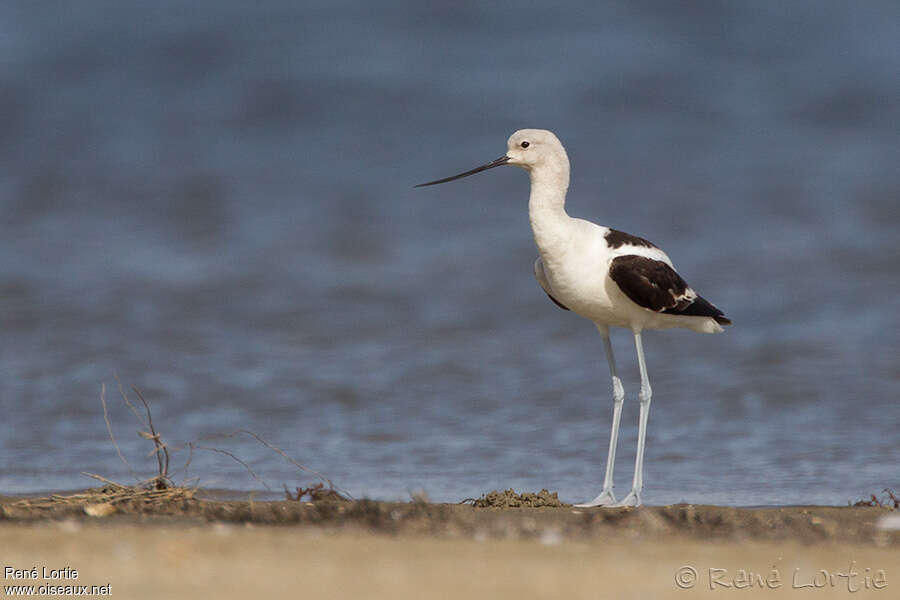 American Avocet male adult post breeding, identification