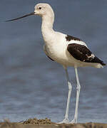 Avocette d'Amérique