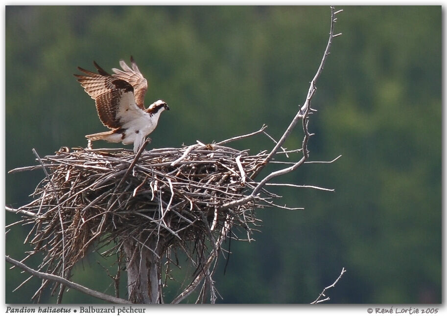 Western Osprey