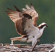 Osprey