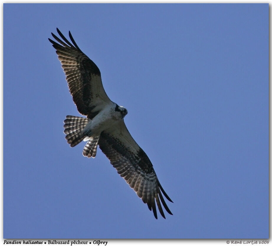 Western Osprey