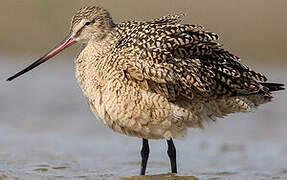 Marbled Godwit