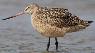 Marbled Godwit