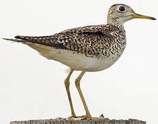 Upland Sandpiper