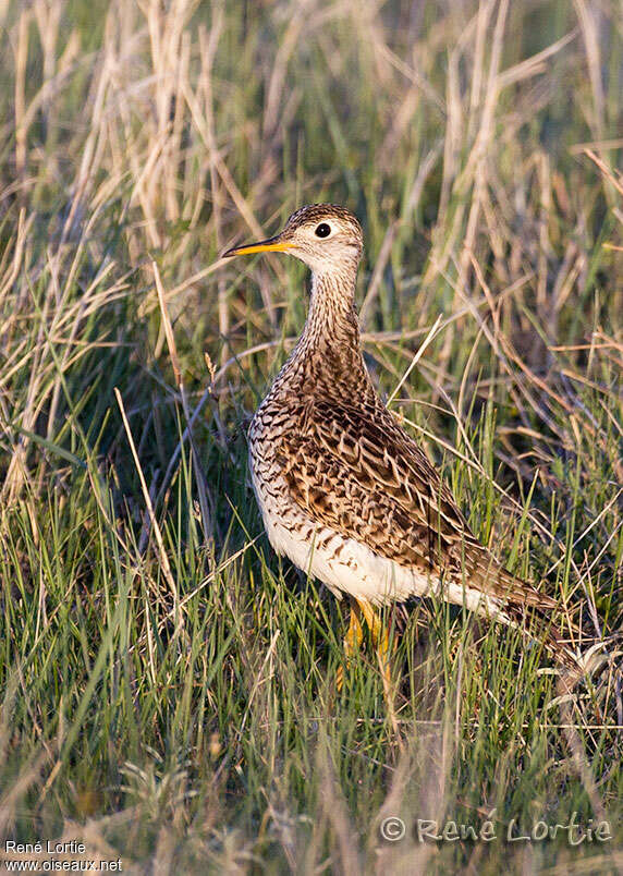 Upland Sandpiperadult, habitat, pigmentation