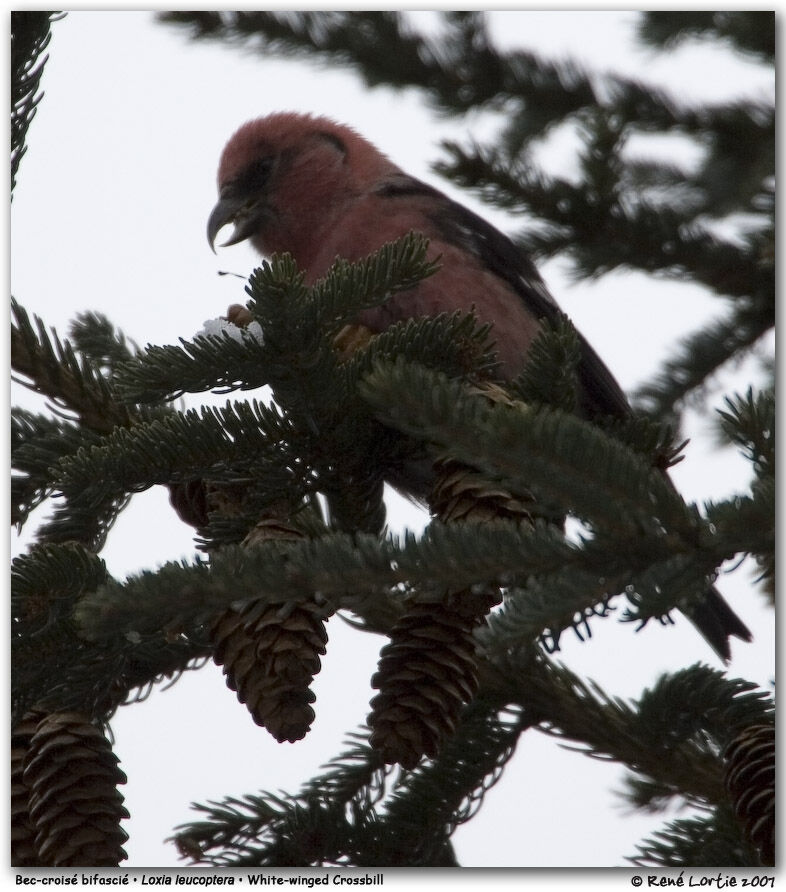 Two-barred Crossbill male adult post breeding