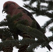 Two-barred Crossbill