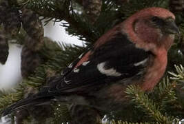 Two-barred Crossbill