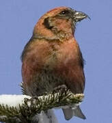 Two-barred Crossbill