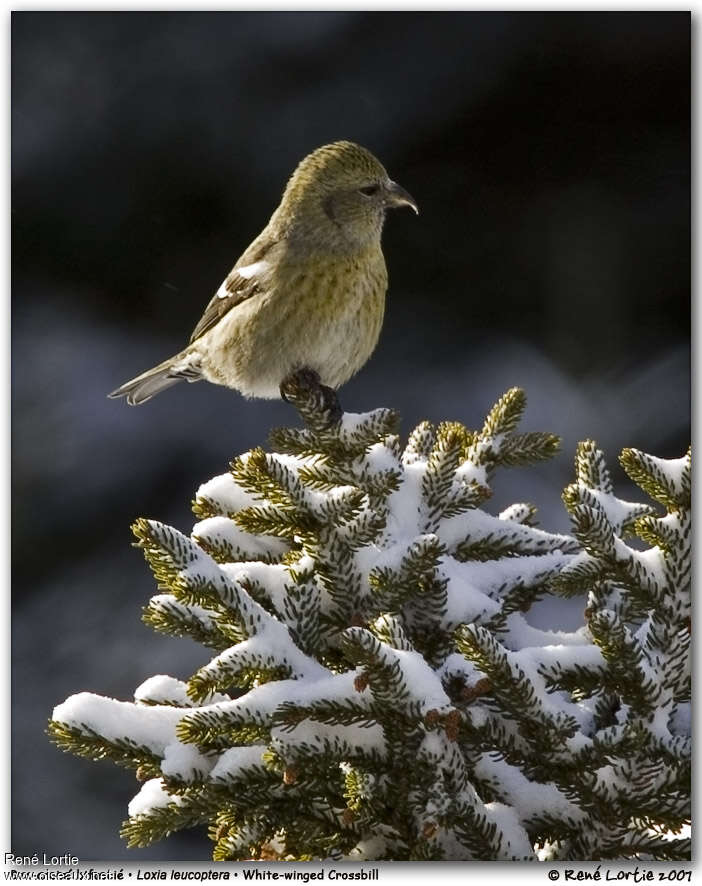 Two-barred Crossbill female adult post breeding