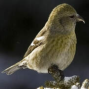 Two-barred Crossbill