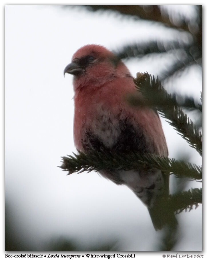 Two-barred Crossbill male adult post breeding