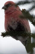 Two-barred Crossbill