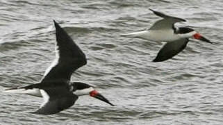 Black Skimmer