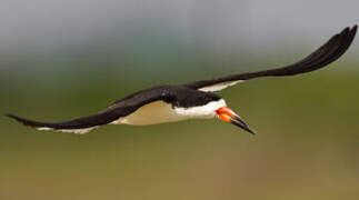 Black Skimmer