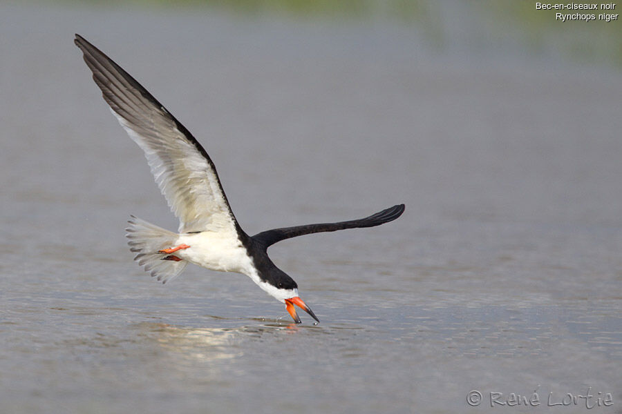 Black Skimmeradult breeding, identification, Flight, Behaviour