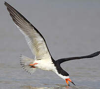 Black Skimmer