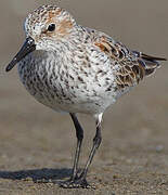 Western Sandpiper