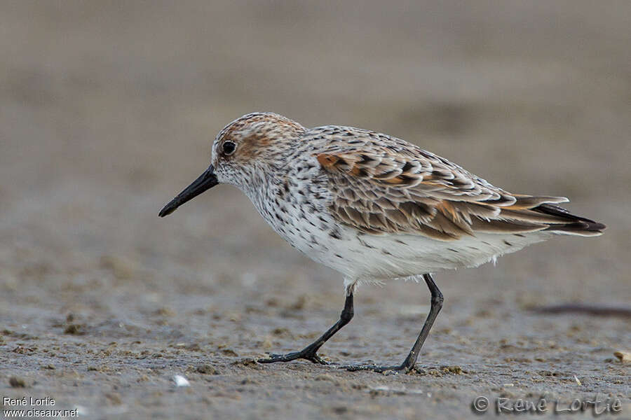 Bécasseau d'Alaskaadulte, identification