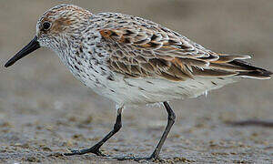 Western Sandpiper