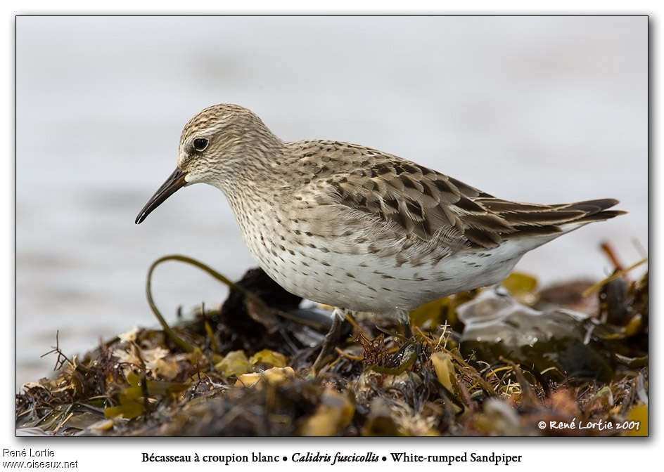 White-rumped Sandpiperadult, identification