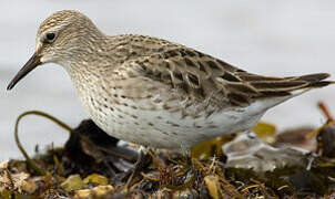 White-rumped Sandpiper