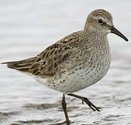 White-rumped Sandpiper