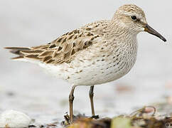 White-rumped Sandpiper